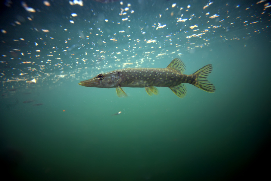 Об установлении коэффициентов-дефляторов на 2026 год для уплаты сбора за пользование объектами водных биологических ресурсов