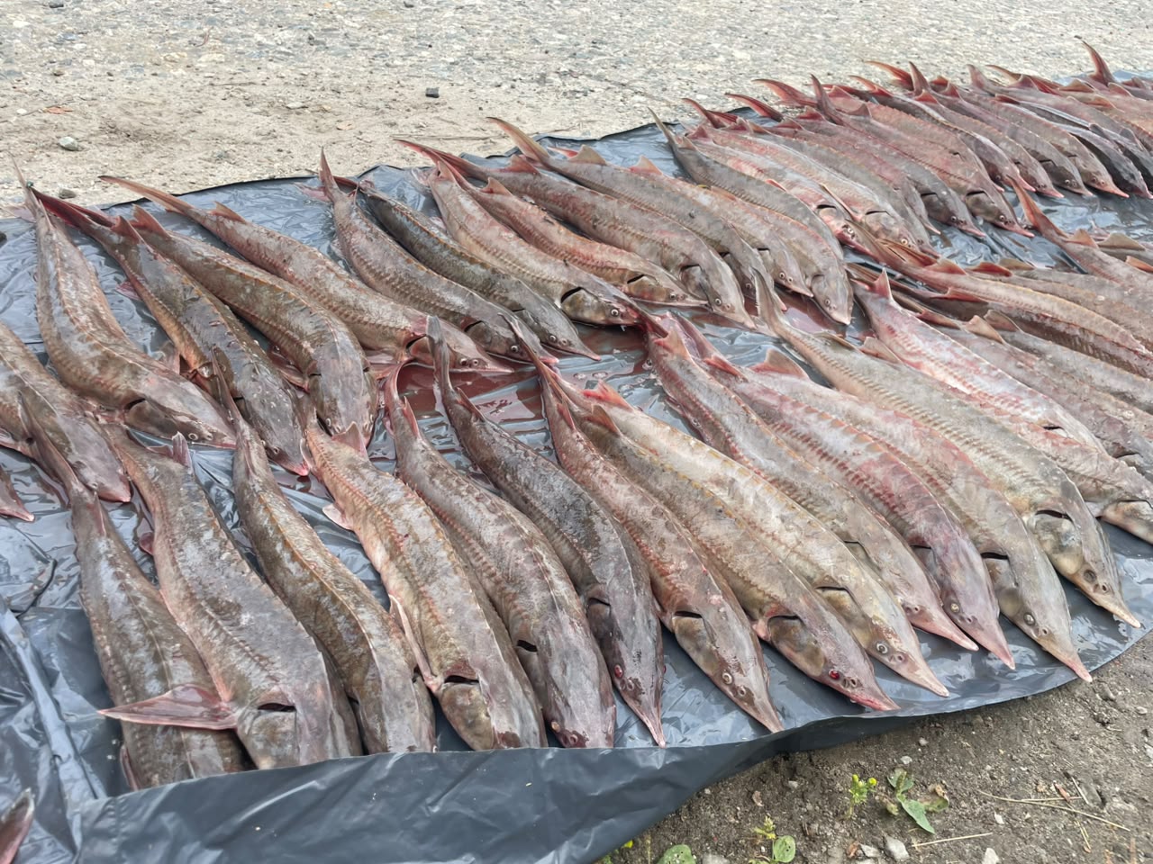 В Нижневартовске пресечена незаконная добыча ценных видов рыб: ущерб превысил 600 тысяч рублей
