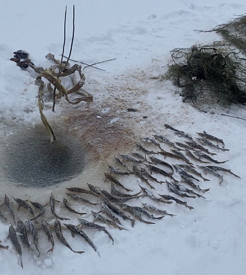 В Тюменской области браконьер нанес ущерб государству на полмиллиона рублей: возбуждено уголовное дело