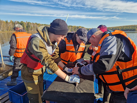 Осенние бонитировки состоялись в рыбоводных хозяйствах Свердловской области