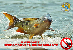 ВНИМАНИЕ! НЕРЕСТ РЫБЫ В КУРГАНСКОЙ ОБЛАСТИ!
