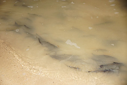 Начало положено: в Курганской области состоялся первый выпуск сазана