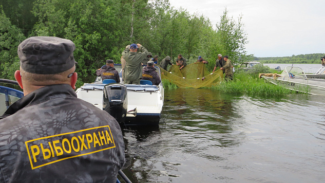 В Югре под контролем отдела рыбоохраны прошел выпуск молоди нельмы