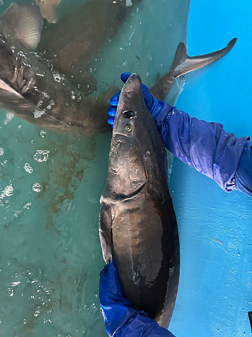 Как осетров готовят к нересту: осенняя бонитировка проведена на предприятии ООО «Пышма – 96»