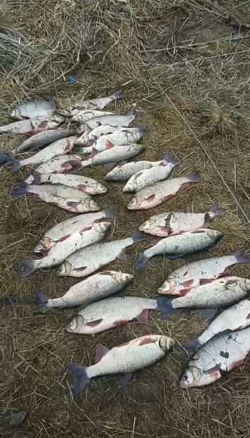 В Тюменской области зафиксирован факт нарушения Правил рыболовства с признаками уголовно-наказуемого деяния