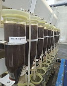 Инвентаризация икры сиговых рыб состоялась в Тобольском районе 