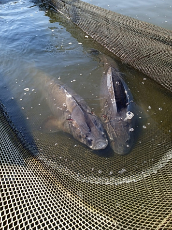 В Курганской области оценили состояние обского осетра перед зимовкой