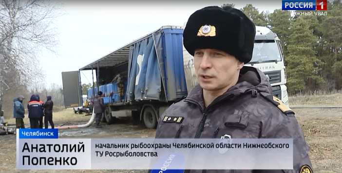 Сотни тысяч мальков сазана выпустили в Шершневское водохранилище в Челябинске