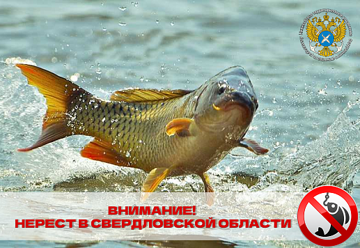 ВНИМАНИЕ! На водоемах Свердловской области начался нерест рыбы!