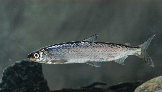 О достижении 100 % объема добычи (вылова) ряпушки в Тазовской губе Карского моря, чира в Гыданской губе Карского моря