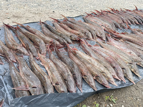 В Нижневартовске пресечена незаконная добыча ценных видов рыб: ущерб превысил 600 тысяч рублей